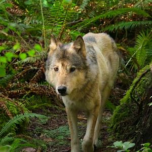 Photo Bienvenue sur l'île des loups