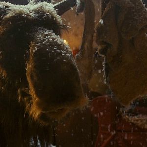 Photo Christmoose Carol