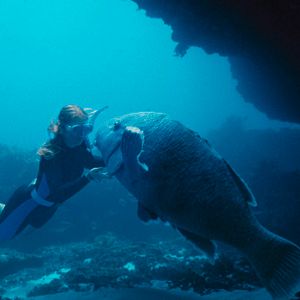 Photo Blueback – une amitié sous-marine