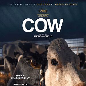 Photo Cow