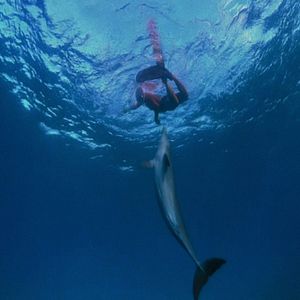 Photo Qu'est-il arrivé au roi des dauphins ?