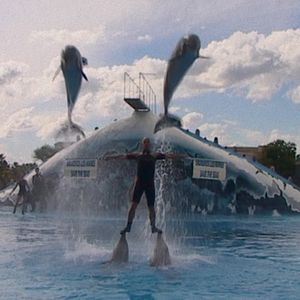 Photo Qu'est-il arrivé au roi des dauphins ?