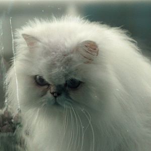 Photo Désolé les chats.