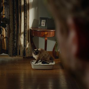 Photo Désolé les chats.