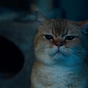 Photo Désolé les chats.