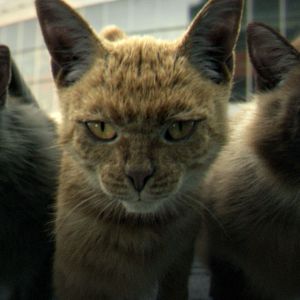 Photo Désolé les chats.