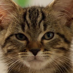 Photo Mon chat et moi, la grande aventure de Rroû