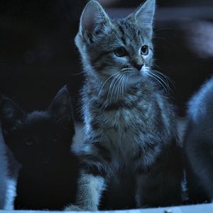 Photo Mon chat et moi, la grande aventure de Rroû