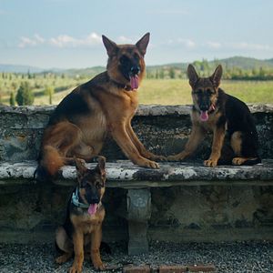 Photo Gunther, le chien qui valait des millions