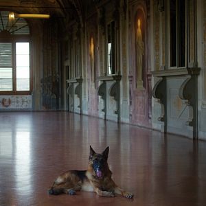 Photo Gunther, le chien qui valait des millions