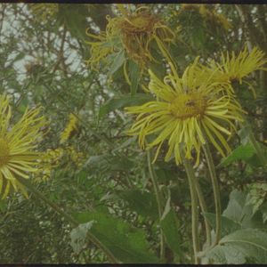 Photo Being in a Place – A Portrait of Margaret Tait