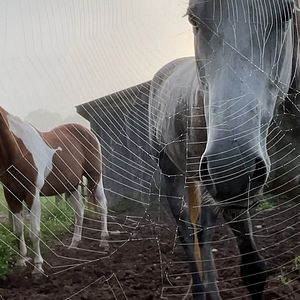 Photo Horse Opera