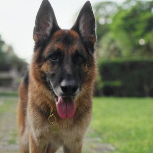 Photo Gunther, le chien qui valait des millions