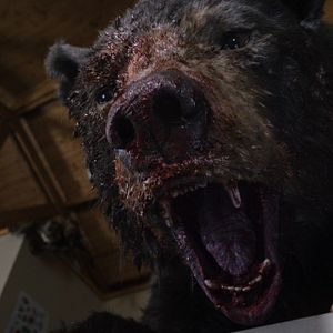 Photo Crazy Bear