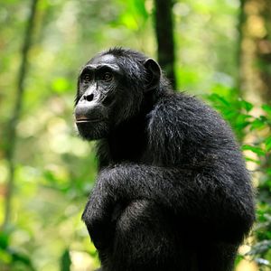 Photo L'Empire des chimpanzés