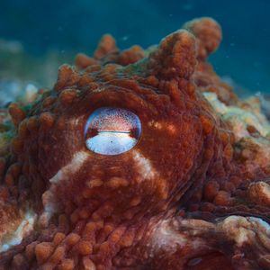 Photo Big Beasts : sur les traces des géants