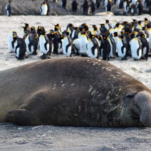 Photo Big Beasts : sur les traces des géants