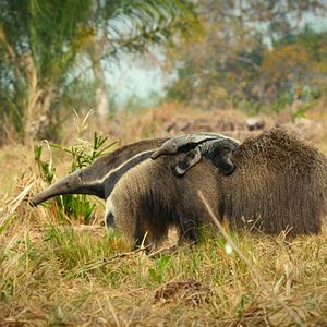 Photo Big Beasts : sur les traces des géants