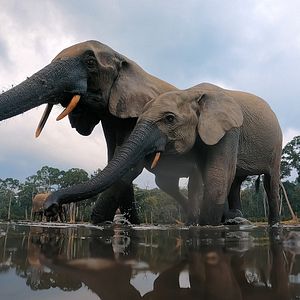 Photo Big Beasts : sur les traces des géants