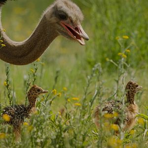 Photo Big Beasts : sur les traces des géants
