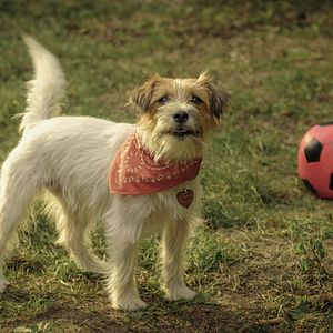 Photo Lassie - Ein neues Abenteuer