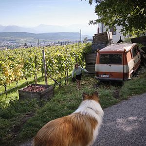 Photo Lassie - Ein neues Abenteuer
