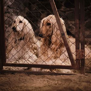 Photo Lassie - Ein neues Abenteuer