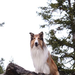 Photo Lassie - Ein neues Abenteuer