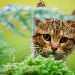 Photo Mon chat et moi, la grande aventure de Rroû