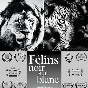 Photo Félins Noir sur Blanc