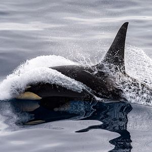 Photo Connaissance du monde : L’Antarctique - Aux confins de la planète