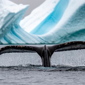Photo Connaissance du monde : L’Antarctique - Aux confins de la planète