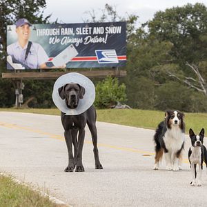 Photo Backstreet Dogs