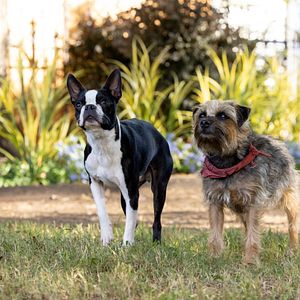 Photo Backstreet Dogs