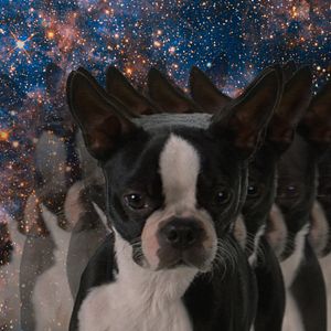 Photo Backstreet Dogs