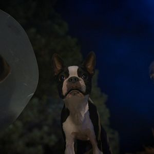 Photo Backstreet Dogs