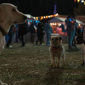 Photo Backstreet Dogs