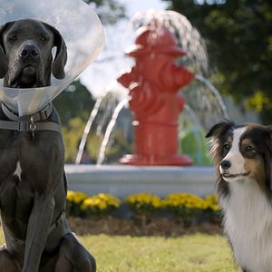 Photo Backstreet Dogs