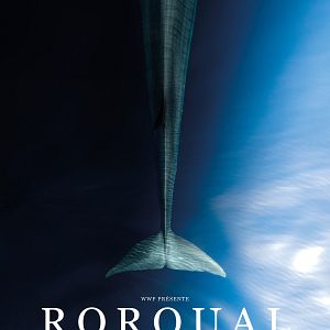 Photo Rorqual