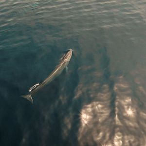Photo Rorqual