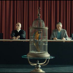Photo Un perroquet au tribunal