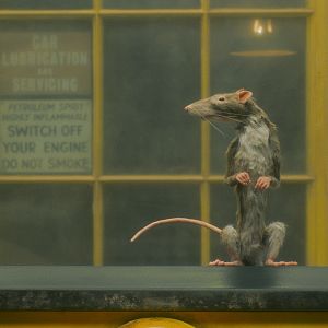 Photo Le Preneur de rats
