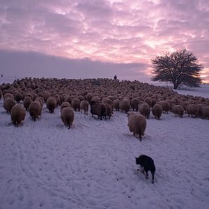 Photo La Dernière transhumance