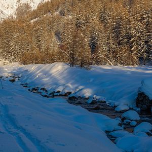 Photo Vivre avec les loups