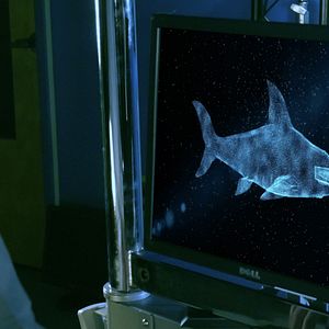 Photo Cocaine Shark