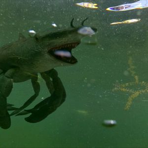 Photo Cocaine Shark