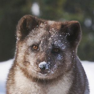 Photo Kina & Yuk : renards de la banquise