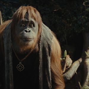 Photo La Planète des Singes : Le Nouveau Royaume