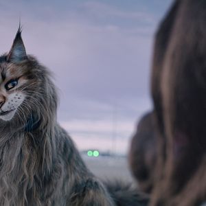 Photo Chien & Chat