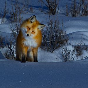 Photo Earthsounds : les sons de la Terre